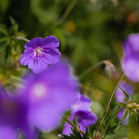 Oberlech750. Refugium Am Berg. Lägenhet Exteriör bild